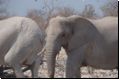 etosha2008bild014.jpg