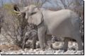 etosha2008bild016.jpg