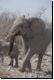 etosha2008bild017.jpg