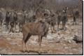 etosha2008bild019.jpg