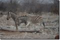 etosha2008bild023.jpg