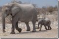 etosha2008bild025.jpg