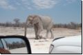 etosha2008bild026.jpg