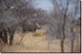 etosha2008bild031.jpg