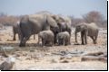 etosha2008bild035.jpg