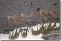 etosha2008bild040.jpg