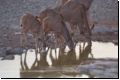etosha2008bild041.jpg