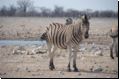 etosha2008bild046.jpg