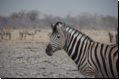 etosha2008bild047.jpg