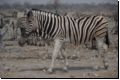 etosha2008bild049.jpg