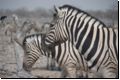 etosha2008bild050.jpg