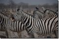 etosha2008bild051.jpg