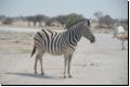 etosha2008bild053.jpg
