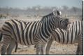 etosha2008bild054.jpg