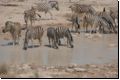 etosha2008bild056.jpg