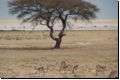 etosha2008bild057.jpg