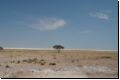 etosha2008bild058.jpg