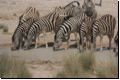 etosha2008bild061.jpg