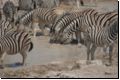 etosha2008bild063.jpg