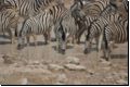 etosha2008bild064.jpg