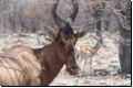 etosha2008bild075.jpg
