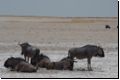 etosha2008bild077.jpg