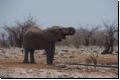 etosha2008bild078.jpg