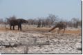 etosha2008bild079.jpg