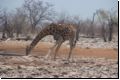 etosha2008bild080.jpg