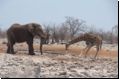 etosha2008bild081.jpg