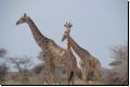 etosha2008bild083.jpg
