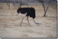 etosha2008bild086.jpg