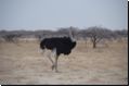 etosha2008bild087.jpg