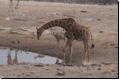 etosha2008bild094.jpg