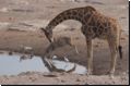 etosha2008bild096.jpg