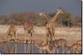 etosha2008bild102.jpg