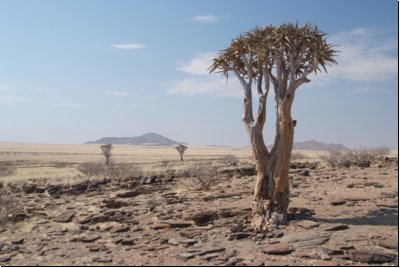 namib2008bild009.jpg