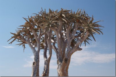 namib2008bild010.jpg