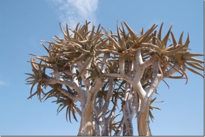 namib2008bild011.jpg