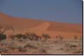 sossusvlei2008bild031.jpg
