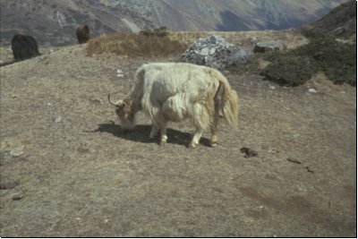 nepal1989bild024.jpg