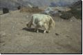 nepal1989bild024.jpg