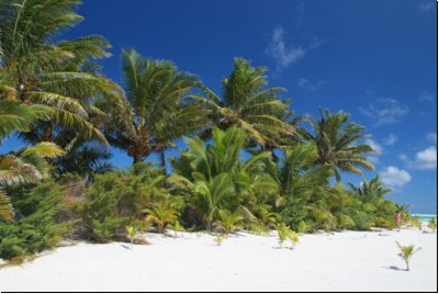 cookislands2009bild034.jpg