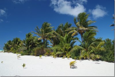 cookislands2009bild035.jpg