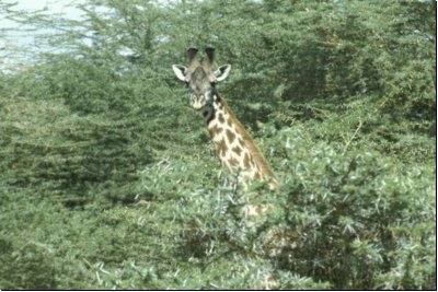 tanzania1990bild024.jpg