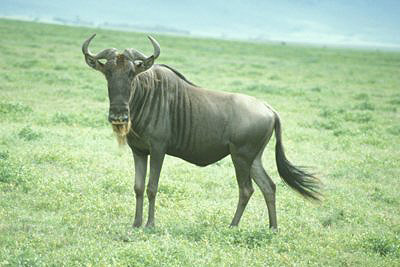 bild_gross_tanzania_020.jpg