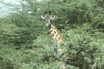 bild_gross_tanzania_024.jpg
