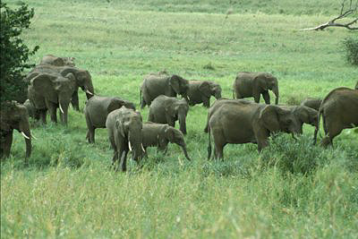 bild_gross_tanzania_032.jpg