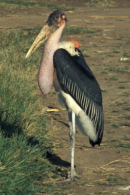bild_gross_uganda_035.jpg
