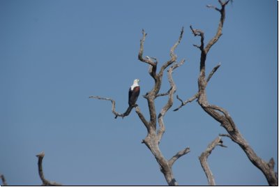 chobe2008bild009.jpg